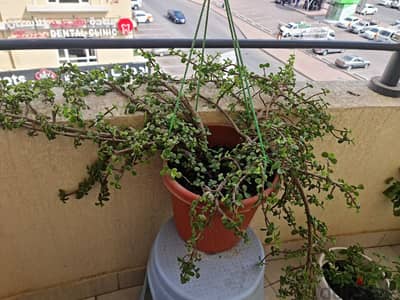 jade plant