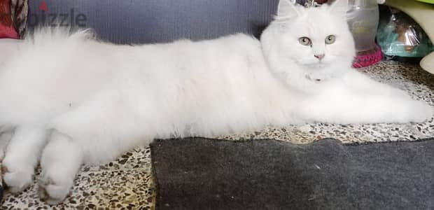 Persian cat available