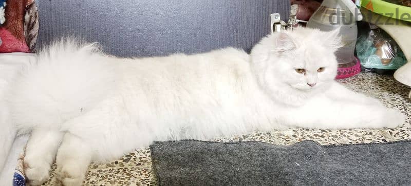 Persian cat available 1