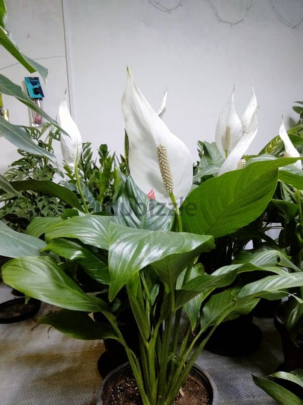 indoor plants 5