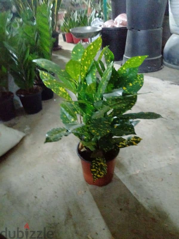 indoor/outdoor plants 2