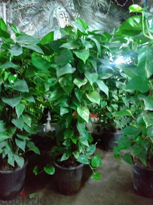 indoor/outdoor plants 3