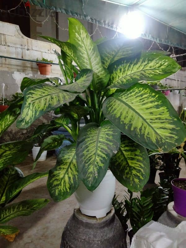 indoor/outdoor plants 4