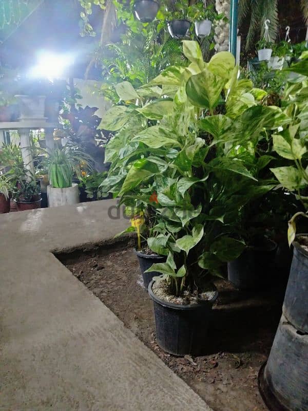 indoor/outdoor plants 5