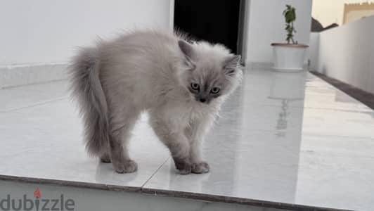 RagDoll kitten 3 months old female