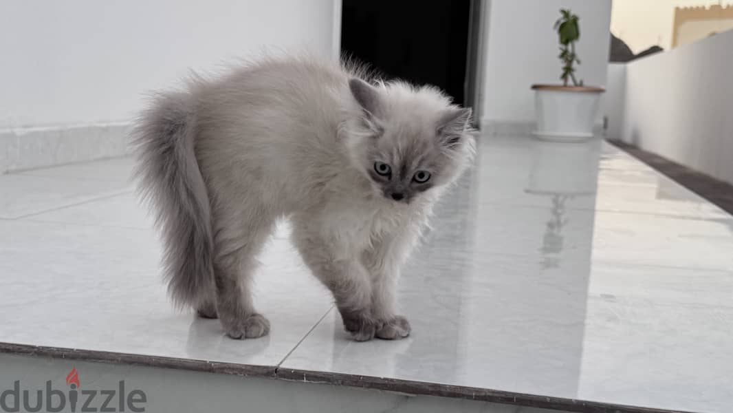 RagDoll kitten 3 months old female 0