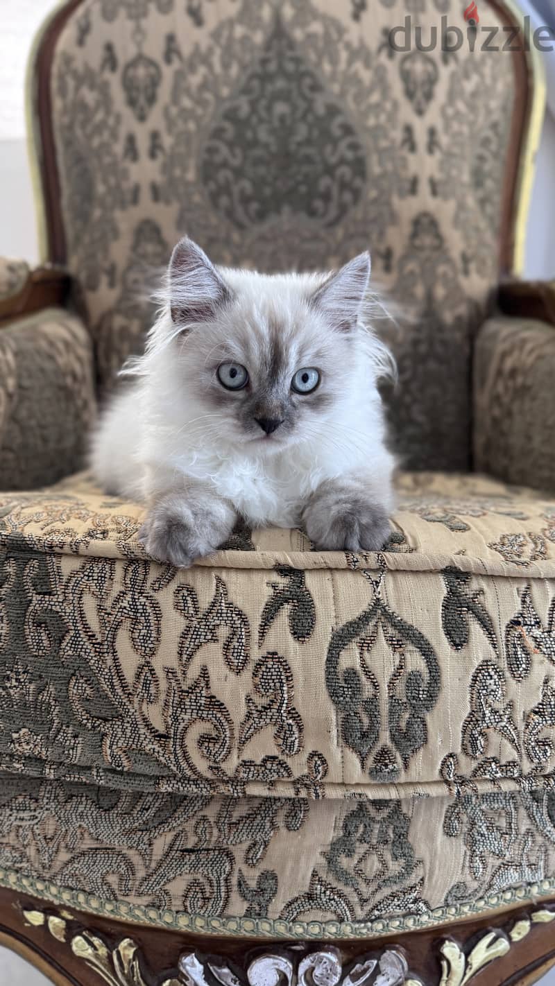 RagDoll kitten 3 months old female 1