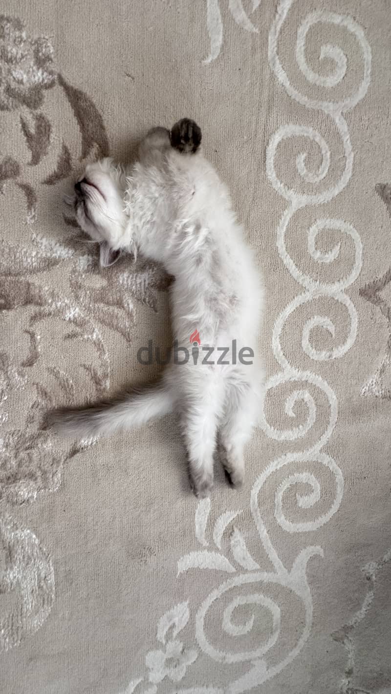 RagDoll kitten 3 months old female 2