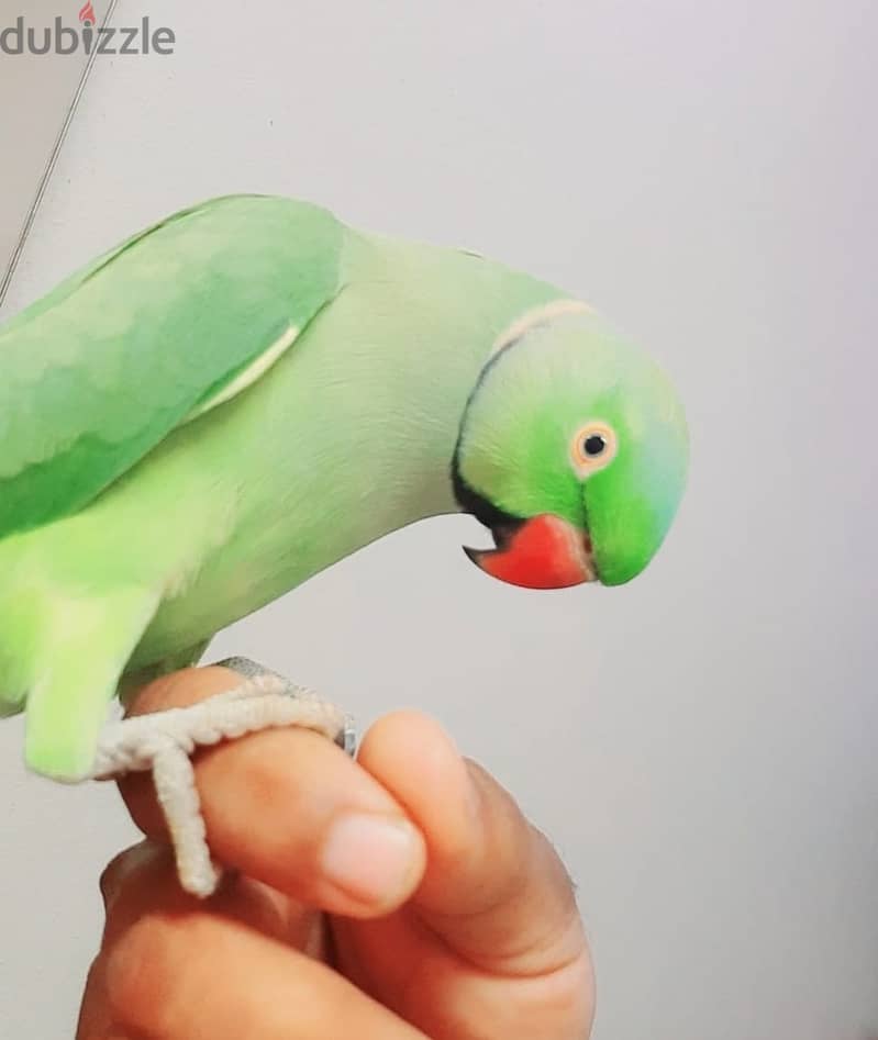 2 year teamed talking green male  parrot for sale 0