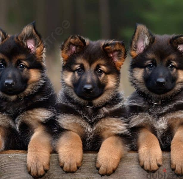 Puppies German Shepherd 1