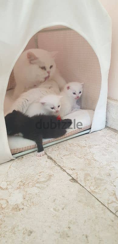 Cat  and Kittens 1