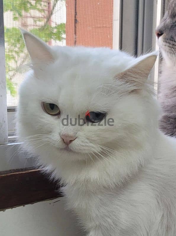 Persian cat 1