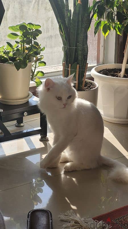 Persian cat 2