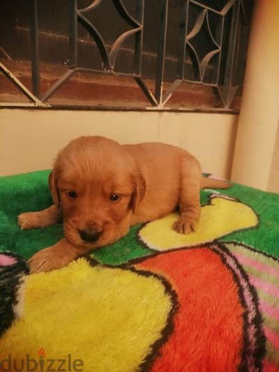 Golden retriever puppies