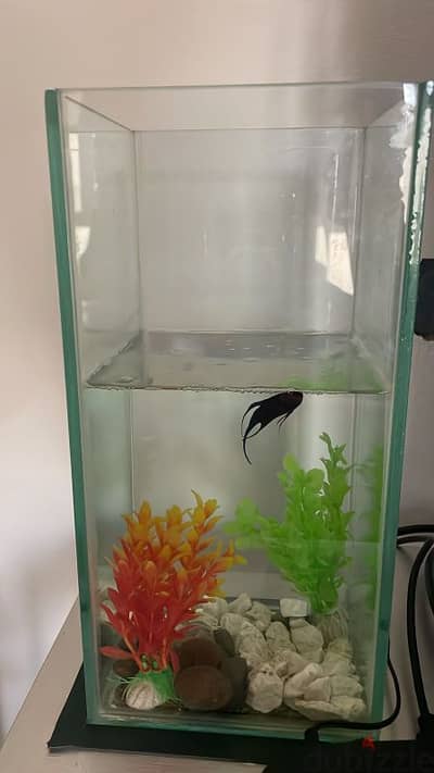 Fighter fish with fish tank for sale