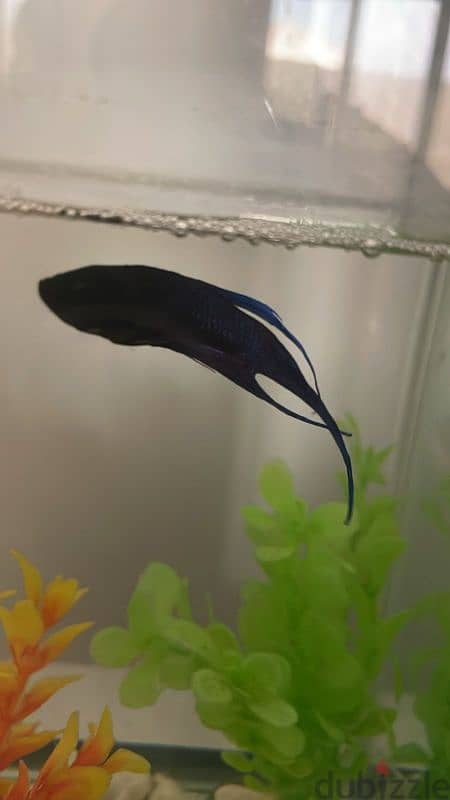 Fighter fish with fish tank for sale 1