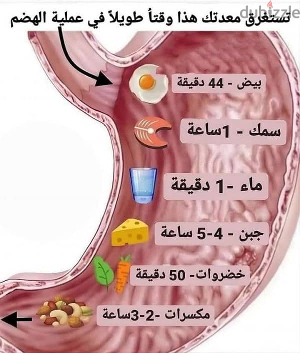 Diet counselling/Nutritional Meal Plans 1