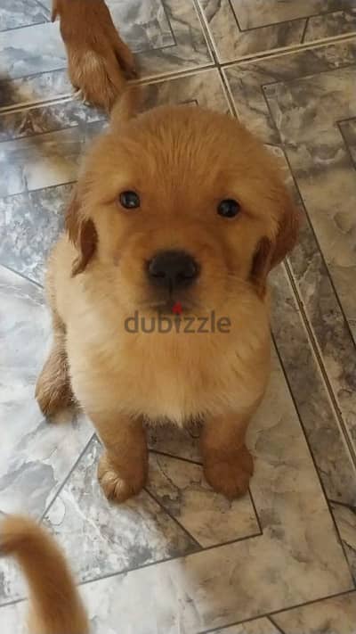 Pure breed Golden retriever puppies