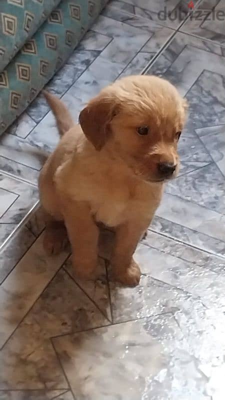 Pure breed Golden retriever puppies 1