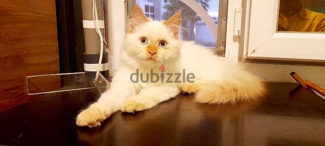 Persian Kitten 00968-97426245