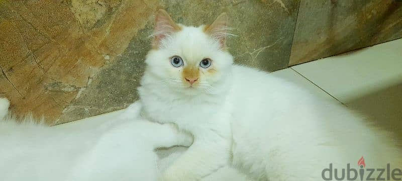 Persian Kitten 00968-97426245 4