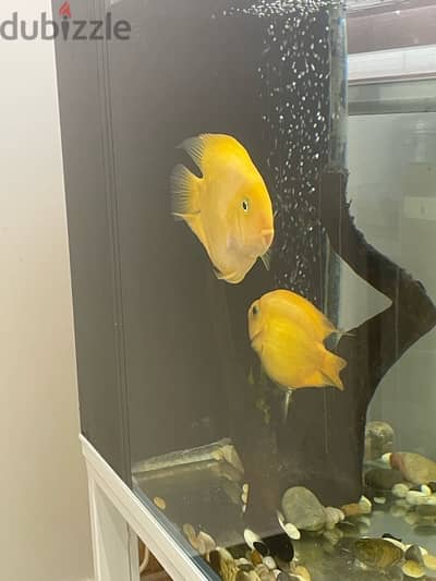 Pair of Parrot fish