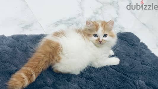 cat for sale -pure shirazi Persian cat