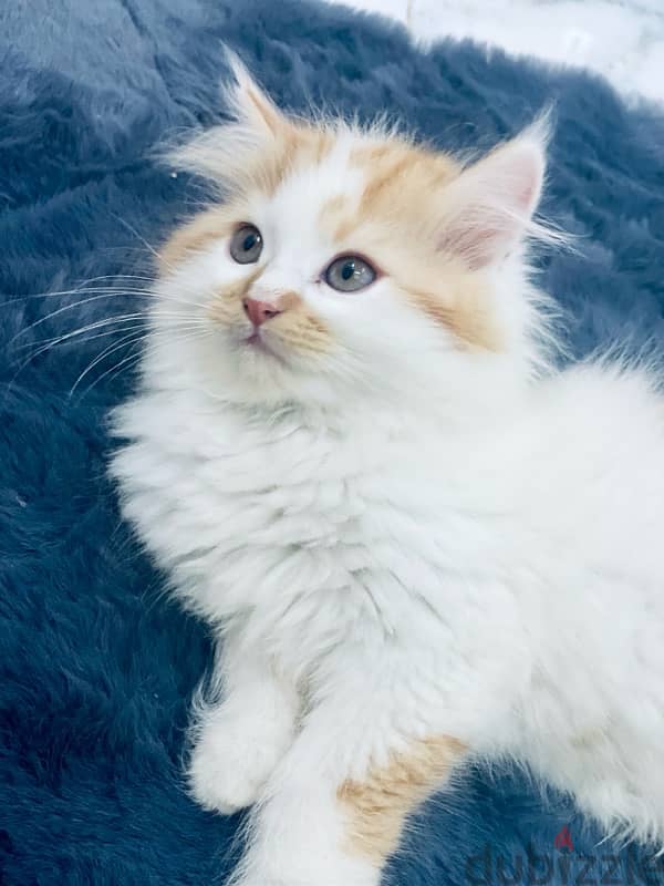 cat for sale -pure shirazi Persian cat 1