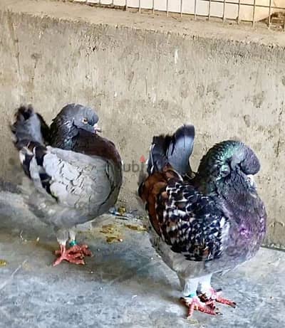 good quality modina breeding pair for sale