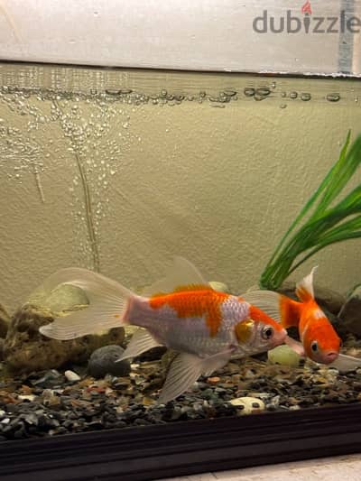 2 good size cometgoldfish