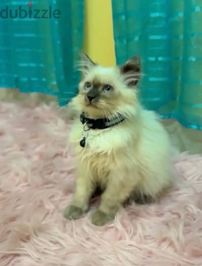 Himalayan Kitten 3 month old