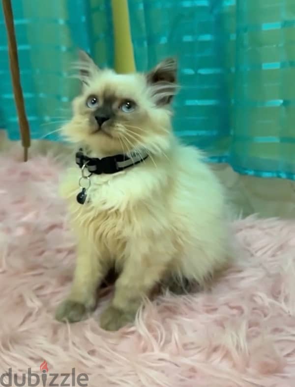 Himalayan Kitten 3 month old 1