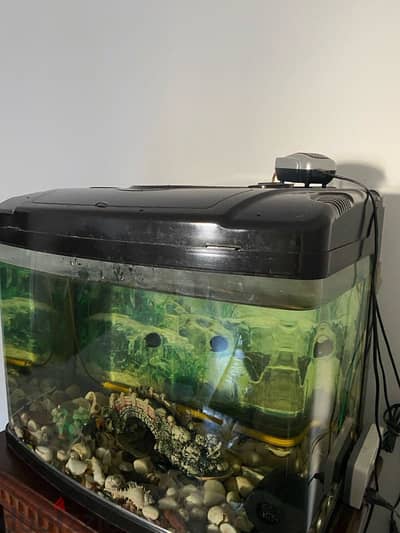 SALE SALE SALE Aquarium  tank with fishes at reasonable price