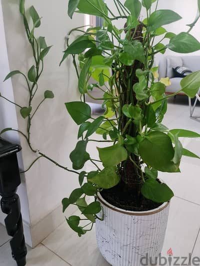 money plant