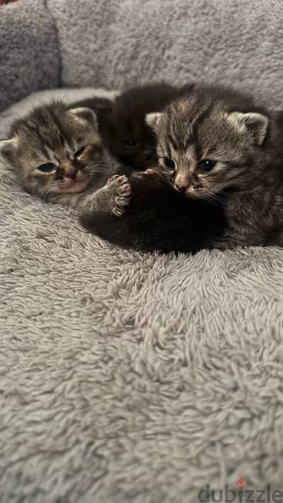 KITTENS FOR SALE