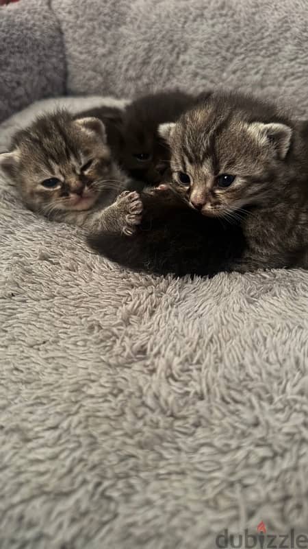 KITTENS FOR SALE 0