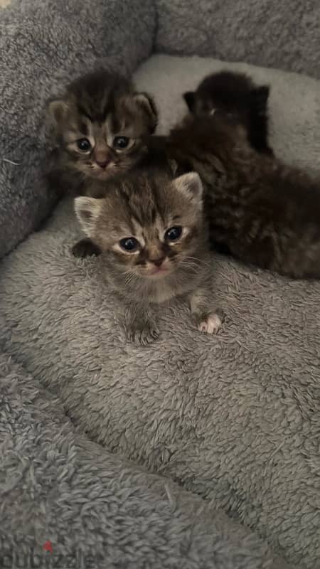 KITTENS FOR SALE 1