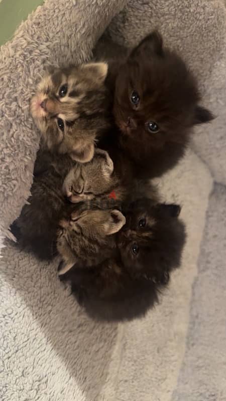 KITTENS FOR SALE 2