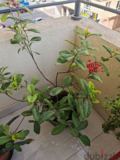 Red flowering plant