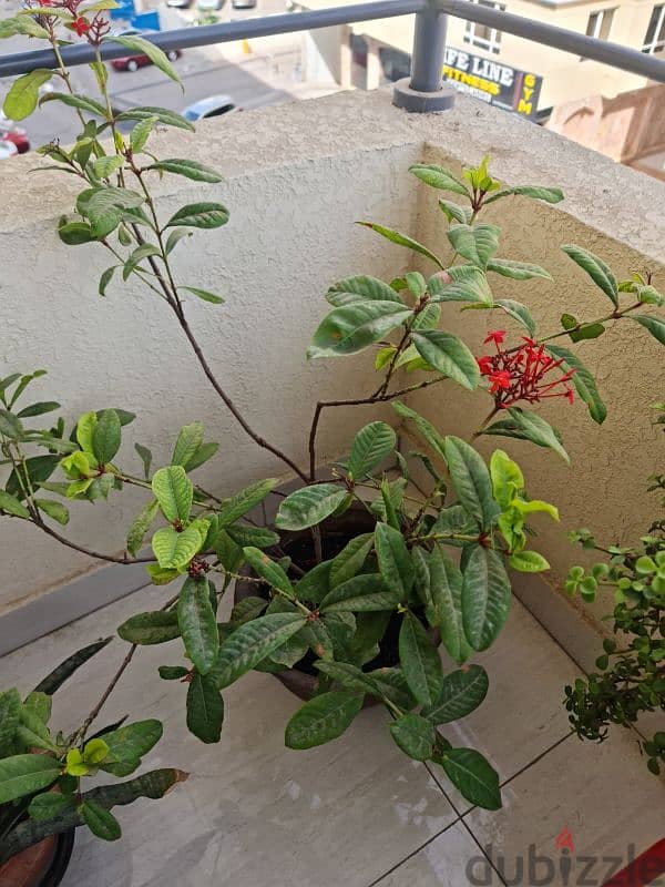 Red flowering plant 0