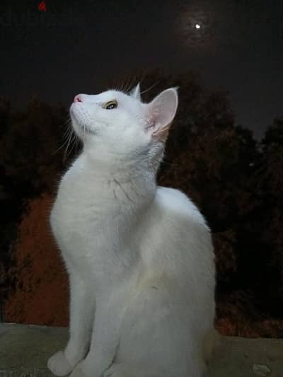 Persian cross cat