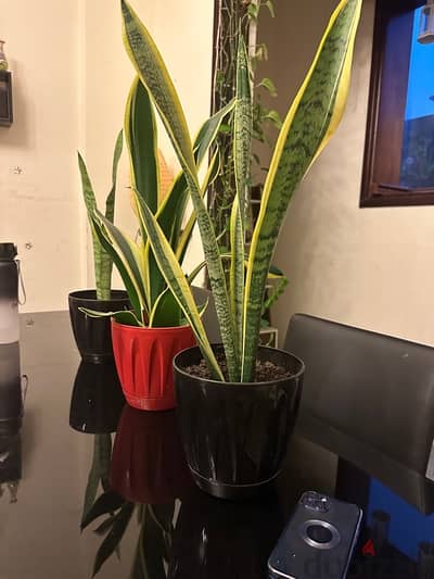 snake plant or indoor plant