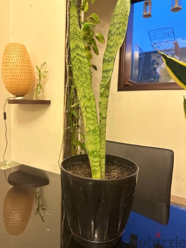 snake plant or indoor plant 1