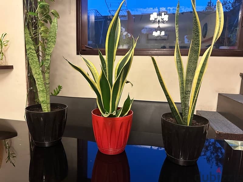 snake plant or indoor plant 2