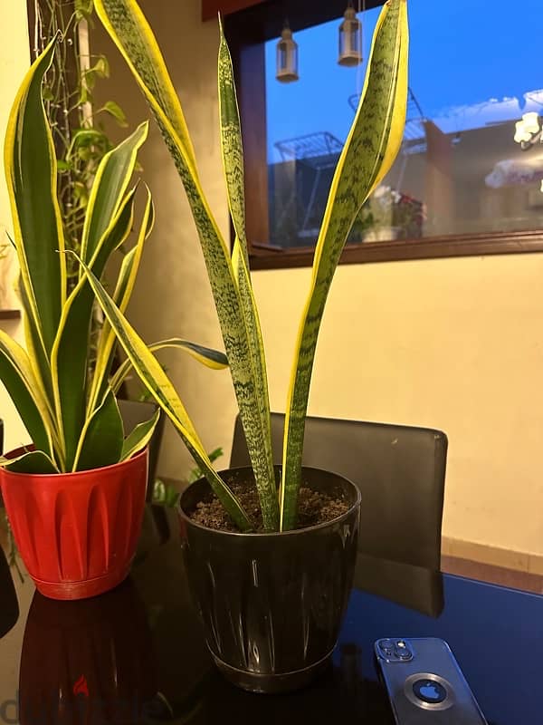 snake plant or indoor plant 3