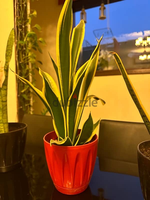 snake plant or indoor plant 4