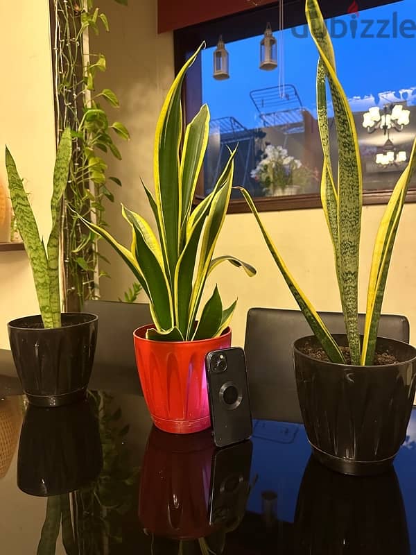 snake plant or indoor plant 5