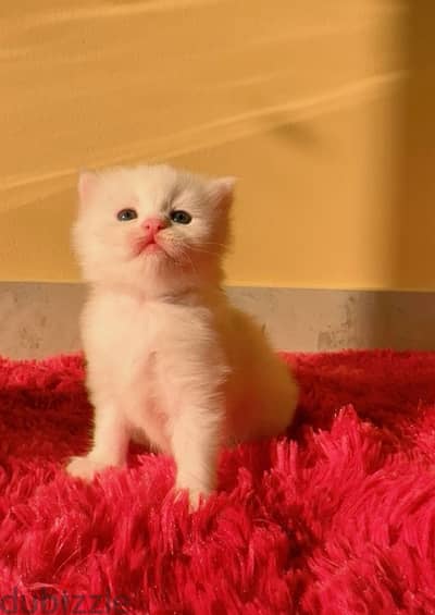 Pure Persian Kitten 1 and half month old