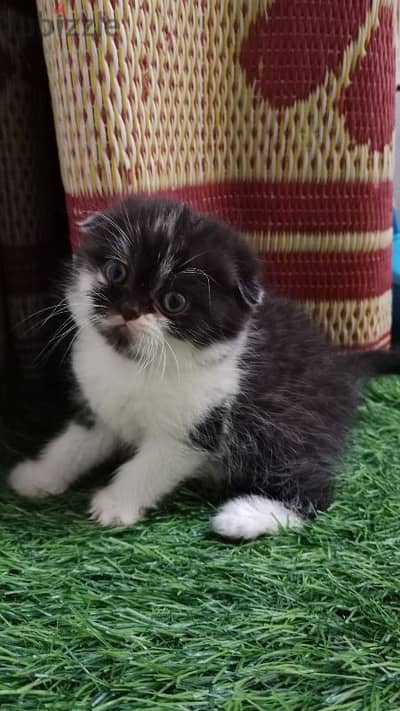 Scottish fold kittens.