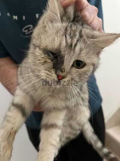 cat for adoption/قط للتبني